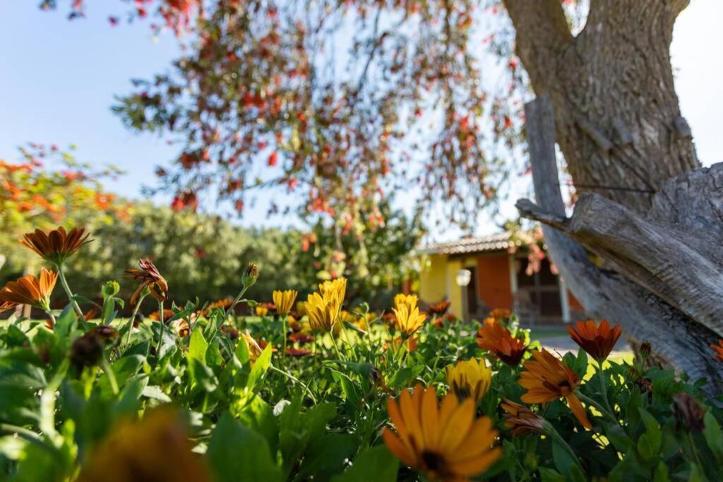 A Charming Country Cottage + Bikes And Kayaks Боза Екстер'єр фото